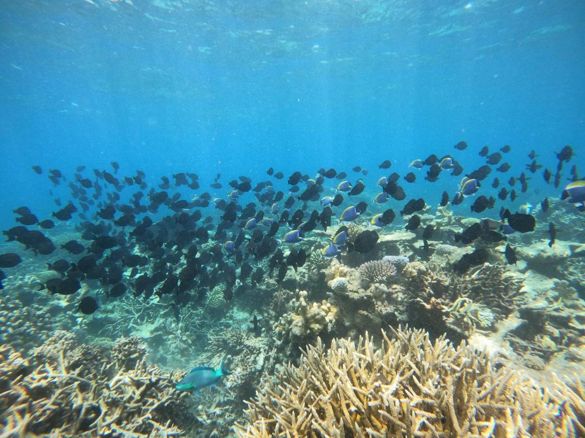 Coral Beach Maldives Hangnaameedhoo Luaran gambar